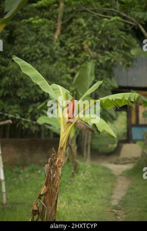 Rote Bananenblüten blühen im Bananenbaum. Stockfoto