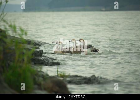 Einige schöne Königskupfen in wolkigen Umgebungen Stockfoto