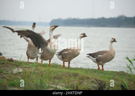 Einige schöne Königskupfen in wolkigen Umgebungen Stockfoto