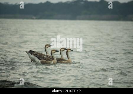 Einige schöne Königskupfen in wolkigen Umgebungen Stockfoto