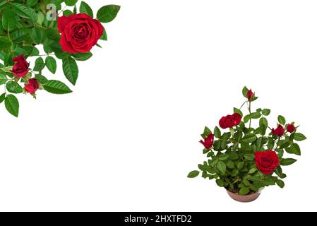 Rote Rosen in einem Topf isoliert auf weißem Hintergrund. Stockfoto