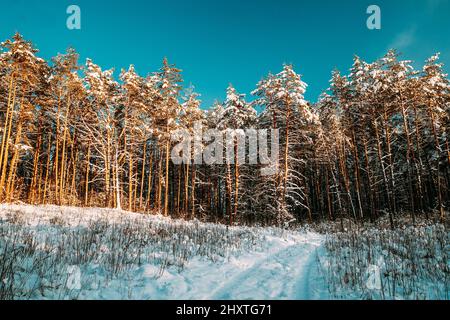 Landstraße Durch Verschneiten Winter-Kiefernwald. Winter Snowy Nadelwald Landschaft. Schöne Wälder In Waldlandschaft Stockfoto