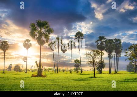 Zuckerpalme und grünes Reisfeld bei Sonnenaufgang. Stockfoto