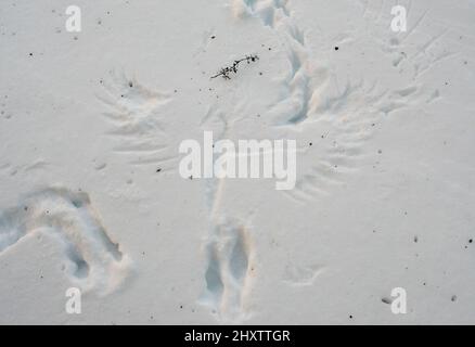 Flügelabdrücke und Spuren eines Greifvogels im Schnee Stockfoto