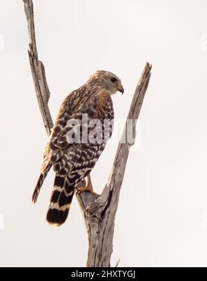 Vertikale Aufnahme des Rotschulter-Falken (Buteo lineatus), der auf einem trockenen Ast sitzt Stockfoto