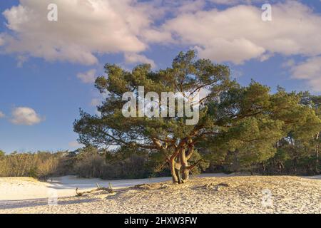 Sonnenaufgang auf Soesterduinen in der niederländischen Provinz Utrecht mit aufgehenden Sonnenstrahlen, die durch die Baumkrone der schottischen Kiefer, Pinus sylvestris, scheinen Stockfoto