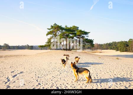 Landschaft Soesterduinen bei Sonnenaufgang mit einer Packung Schäferhunde mit einem wunderschön gewachsenen Solitär Schotten Kiefer, Pinus sylvestris, Stockfoto