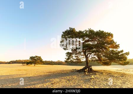 Sonnenaufgang auf Sanddrift Soesterduinen in der niederländischen Provinz Utrecht mit aufgehenden Sonnenstrahlen, die durch die Krone der schottischen Kiefer, Pinus sylvestris, scheinen Stockfoto