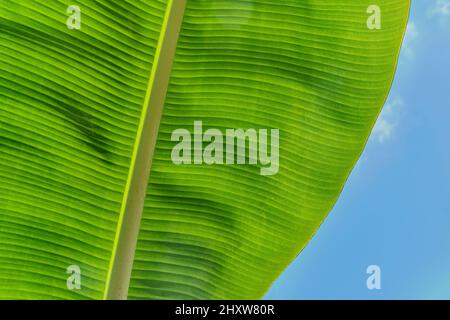 Textur von Bananenblatt Nahaufnahme als abstrakter Hintergrund Stockfoto