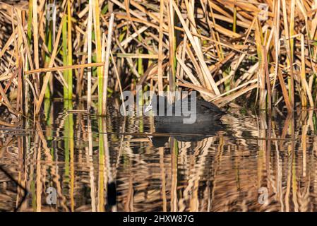 Brut Eurasischer Russ (Fulica atra) auf dem Nest im Teich des öffentlichen Parks. Fulica atra meerkoet gemeiner Russ Stockfoto