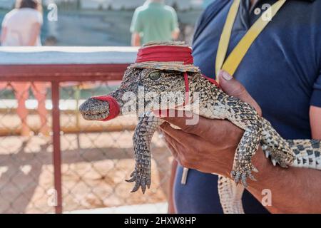 Die Hand des Mannes hält das Baby-Krokodil mit einem verbundenen Mund, mit einem Hut und traurigen grünen Augen. Stockfoto