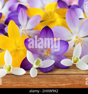 Krokus blüht und Schneeglöckchen blüht auf hölzernem Hintergrund Stockfoto