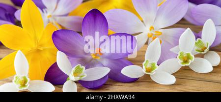 Violette Krokusblüten und Schneeglöckchen blühen auf Holzgrund Stockfoto