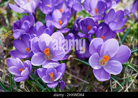 Violette Frühlingskrokus blühen im März auf einer Wiese Stockfoto