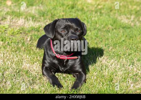 Amerikanischer Pitbull Terrier und ein labrador Retriever in einem Grasland Stockfoto