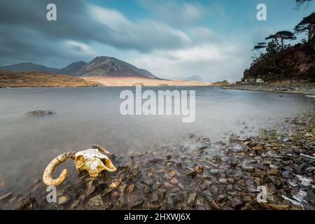 Schöne Aussicht auf die Küste mit einem Schafskull auf dem Boden auf den Saltee-Inseln, Irland Stockfoto