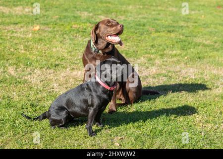 Amerikanischer Pitbull Terrier und ein labrador Retriever in einem Grasland Stockfoto