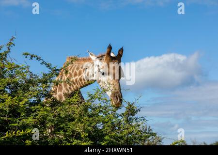 Kopf und Hals einer Giraffe. Das Tier ist damit beschäftigt, Blätter von einem Baum im Krüger National Park in Südafrika zu essen. Stockfoto