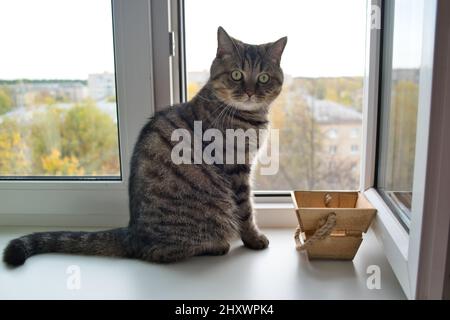 Die Hauskatze sitzt auf der Fensterbank. Die grautabby Katze schaut aus dem Fenster. Stockfoto