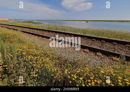 Die Algarve Line-Linha do Algarve-Eisenbahn entlang der Ria Formosa. Faro-Portugal-146 Stockfoto