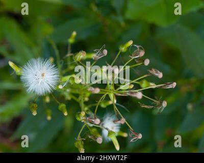 Lactuca virosa ist eine Pflanze der Gattung Lactuca (Salat), die oft wegen ihrer milden analgetischen und beruhigenden Wirkung aufgenommen wird Stockfoto