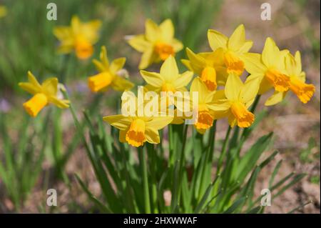 Gelbe Narzissen im Lateinischen im Frühjahr Narzisse auf einer Wiese genannt Stockfoto