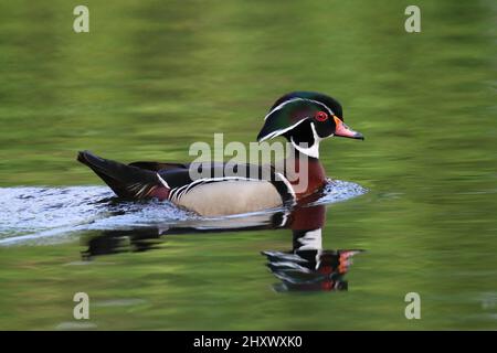 Panoramablick auf eine Waldente, die friedlich im See schwimmt Stockfoto