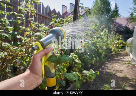 Nahaufnahme einer Menschenhand, die eine wässrige Lösung auf unter Druck stehende Pflanzen sprüht. Bewässerung Himbeersträucher im Garten. Gartenkonzept. Hochwertige Fotos Stockfoto