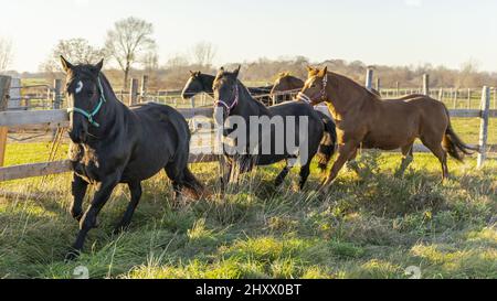 Schöne Aufnahme von Pferden, die auf dem Gras auf der Weide beim Holzzaun in hellem Sonnenlicht laufen Stockfoto