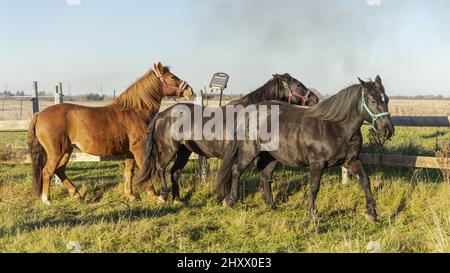 Schöne Aufnahme von drei Pferden, die auf dem Gras auf der Weide am Holzzaun stehen Stockfoto