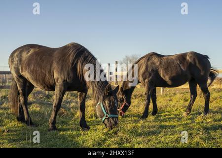 Schöne Aufnahme von zwei schwarzen Pferden, die in hellem Sonnenlicht auf der Weide am Holzzaun grasen Stockfoto