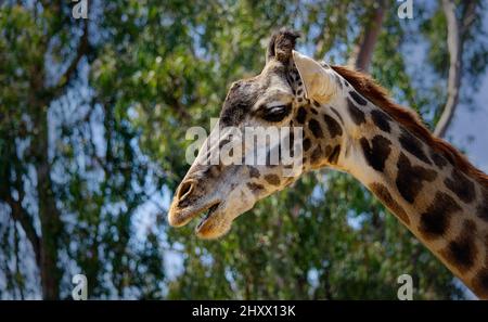 Nahaufnahme einer nördlichen Giraffe im Wald. Stockfoto