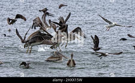 Braune Pelikane und andere Vögel fliegen über das Meer. Stockfoto