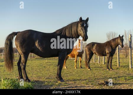 Schöne Aufnahme von drei Pferden, die im hellen Sonnenlicht auf dem Gras auf der Weide am Zaun stehen Stockfoto