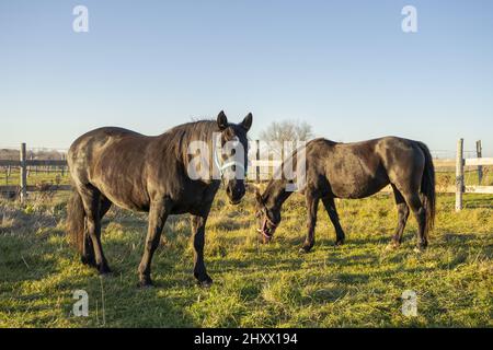 Schöne Aufnahme von zwei schwarzen Pferden, die in hellem Sonnenlicht auf der Weide am Holzzaun grasen Stockfoto