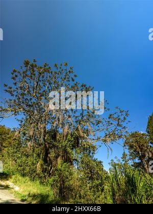 Graues Moos auf immergrünen Bäumen wie Kiefern. Abstrahiert Flora, die auf Pflanze sind, die mystische Sicht macht. Artenvielfalt exotischer Wälder. Wald in natio Stockfoto