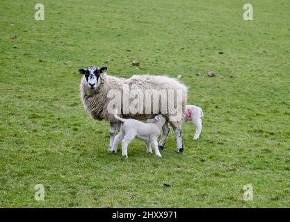 Junge Lämmer auf dem britischen Land Stockfoto