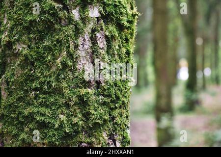 Nahaufnahme von grünem Moos auf Baumrinde im Wald. Moosbedeckter Baumstamm. Natürlicher Hintergrund. Stockfoto