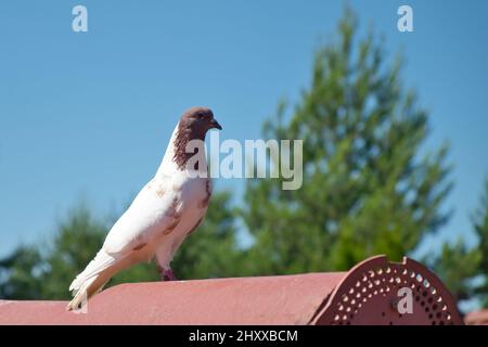 Einzelne weiße Taube mit braunem Kopf auf dem Dach gegen blauen Himmel. Heimischer Taubenvögel. Stockfoto