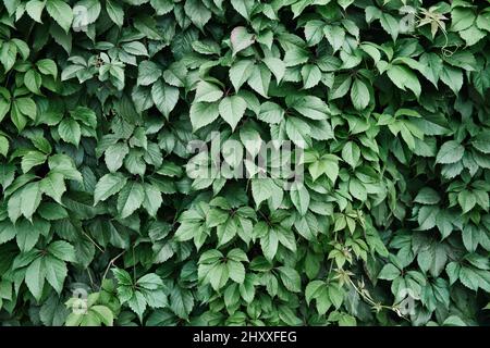 Die Wand ist von den wilden Traubenblättern bedeckt. Natürlicher Hintergrund der Kletterpflanze. Dekorative Gartenarbeit. Stockfoto