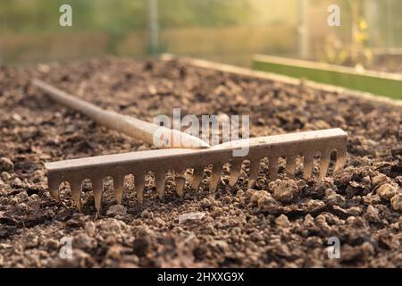 Alte Metallrechen auf dem Boden in der Nähe des Gartens. Gartenwerkzeug. Stockfoto