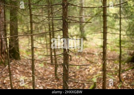 Trockene und tote Nadelbäume im Wald. Stämme von trockenen Bäumen. Stockfoto