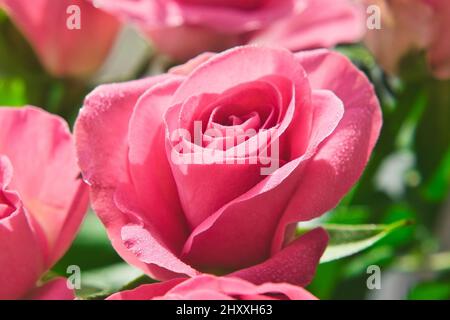 Nahaufnahme zartrosa Rosen mit Wassertropfen auf Blütenblättern. Makrobild mit geringer Schärfentiefe. Stockfoto