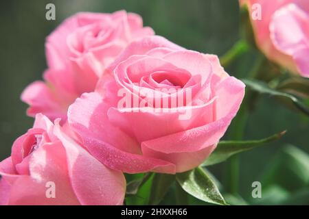 Nahaufnahme zartrosa Rosen mit Wassertropfen auf Blütenblättern. Makrobild mit geringer Schärfentiefe. Stockfoto