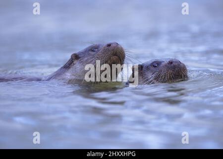 Der Eurasische Fischotter, auch Europäischer Fischotter, Eurasischen river Otter, gemeinsame Otter genannt, ist ein Säugetier semiaquatic in Eurasien. Stockfoto