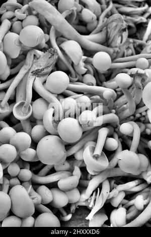 Shimeji-Pilze oder Buchenpilze oder Alba Clamshell-Pilze im Bund. Vollformat, Grafikfoto. Bauernmarkt. Stockfoto