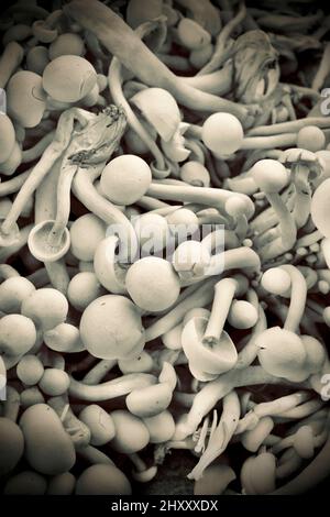 Shimeji-Pilze oder Buchenpilze oder Alba Clamshell-Pilze im Bund. Vollformat, Grafikfoto. Bauernmarkt. Stockfoto