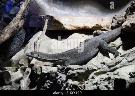 Nahaufnahme einer Warane, die auf Felsen liegt. Stockfoto