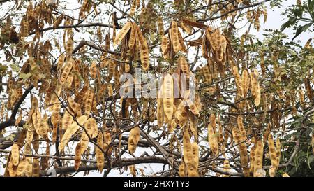 Trockene Schoten, die an Ästen hängen. Stockfoto