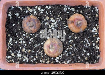 Gladiolusbirnen in einem Terrakotta-Topf gepflanzt Stockfoto